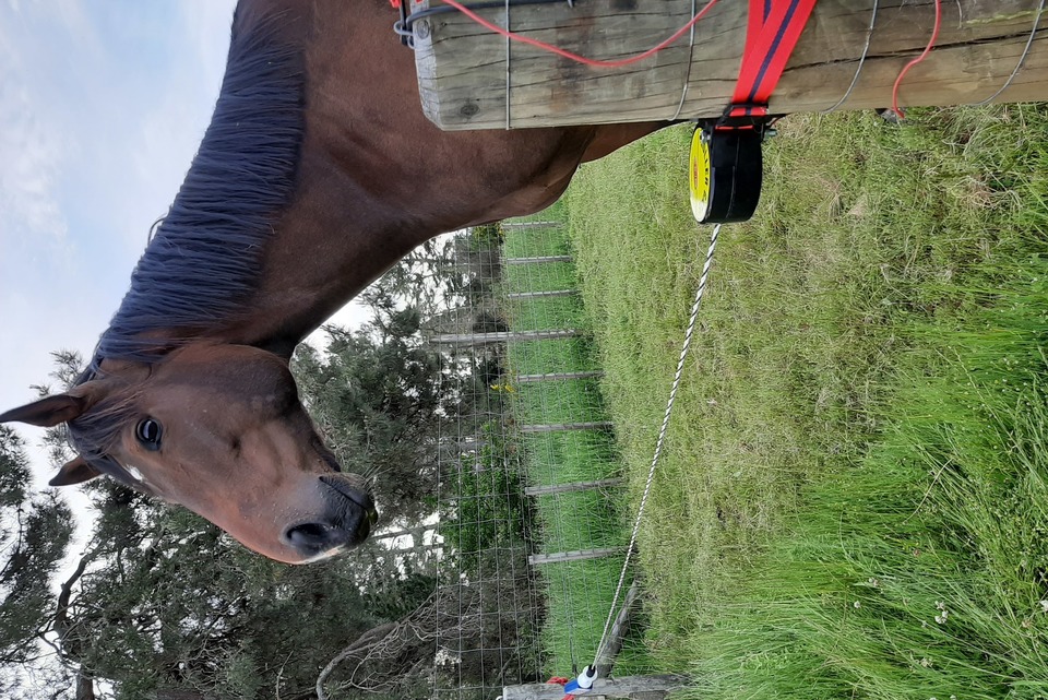 A Horse Waiting for the Batt-Latch with Roller Gate to let him into New Pasture